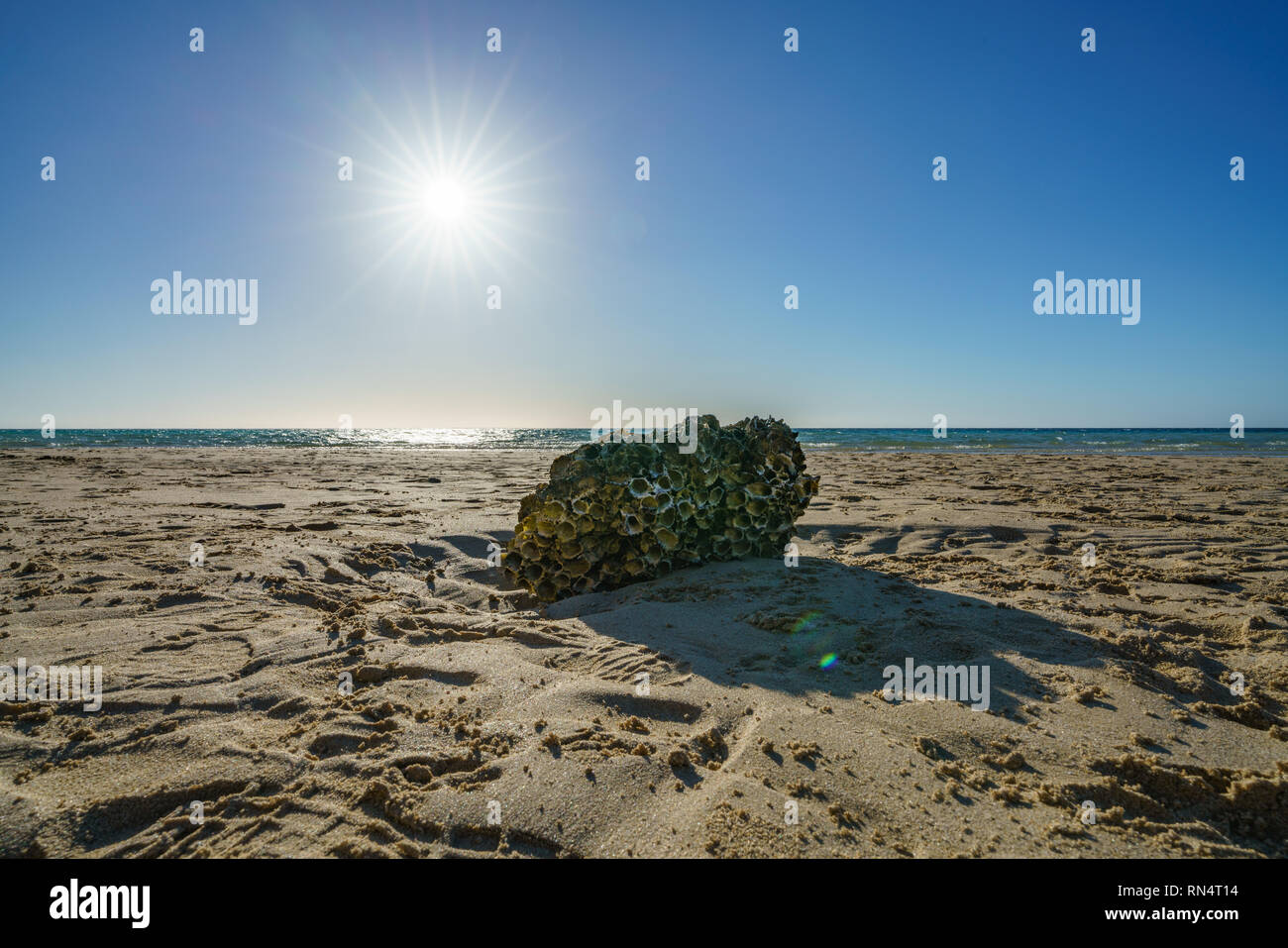 Coral unter der Sonne am Strand von Rechnungen Bay, Coral Bay, Coral Coast, Western Australia Stockfoto