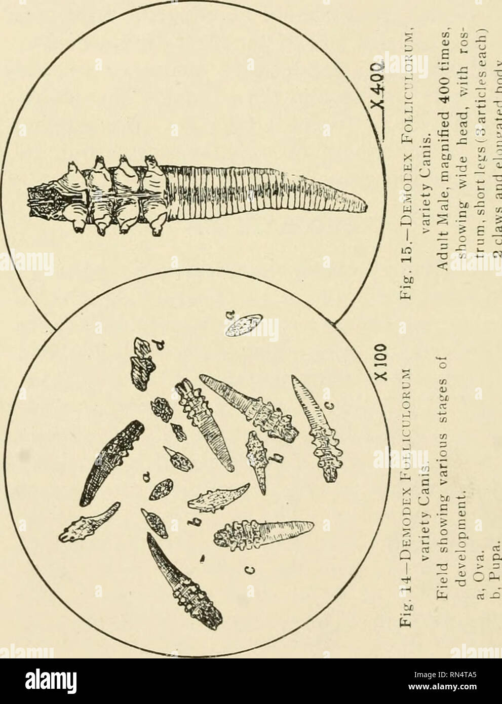 Tierische Parasiten Und Parasitare Krankheiten Heimische Tiere Veterinarmedizin 60 Parasitologie Vier Paar Beine Zu Haben Eine Weitere Hautung Bringt Die Larven In Die Pupal Stadium Mit Beinen Voll Entwickelt Und Nach