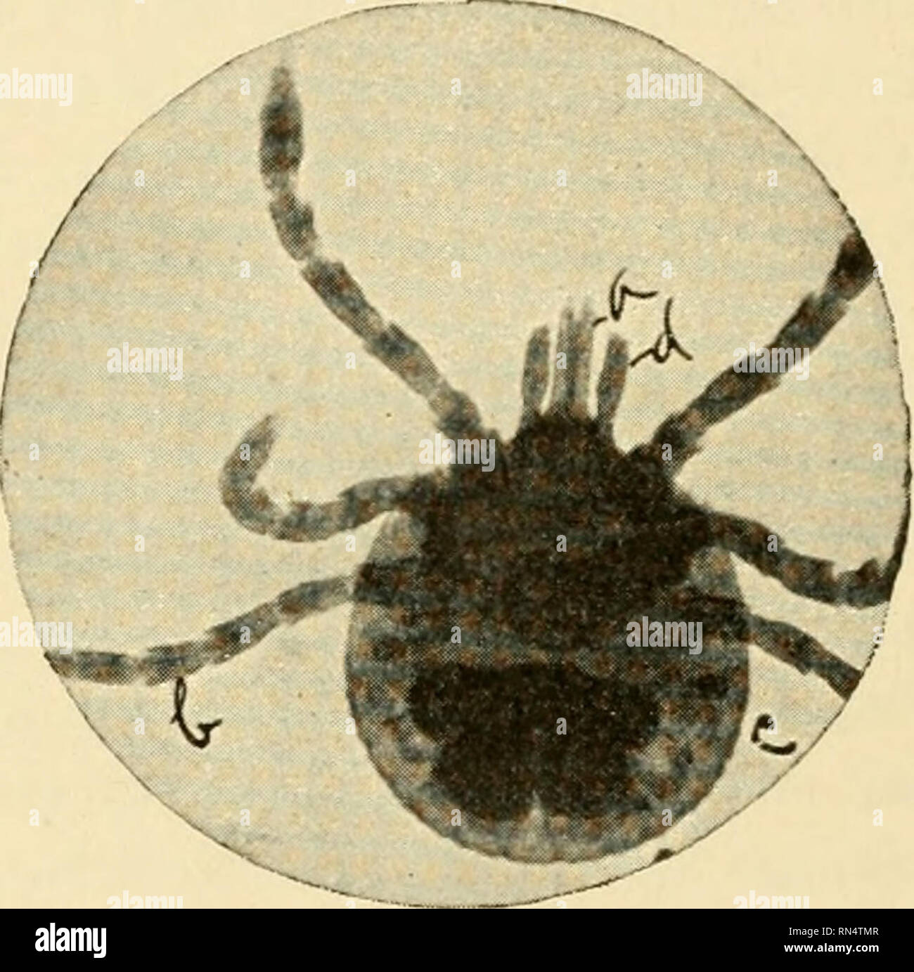 . Tierische Parasiten und parasitäre Krankheiten. Heimische Tiere ...