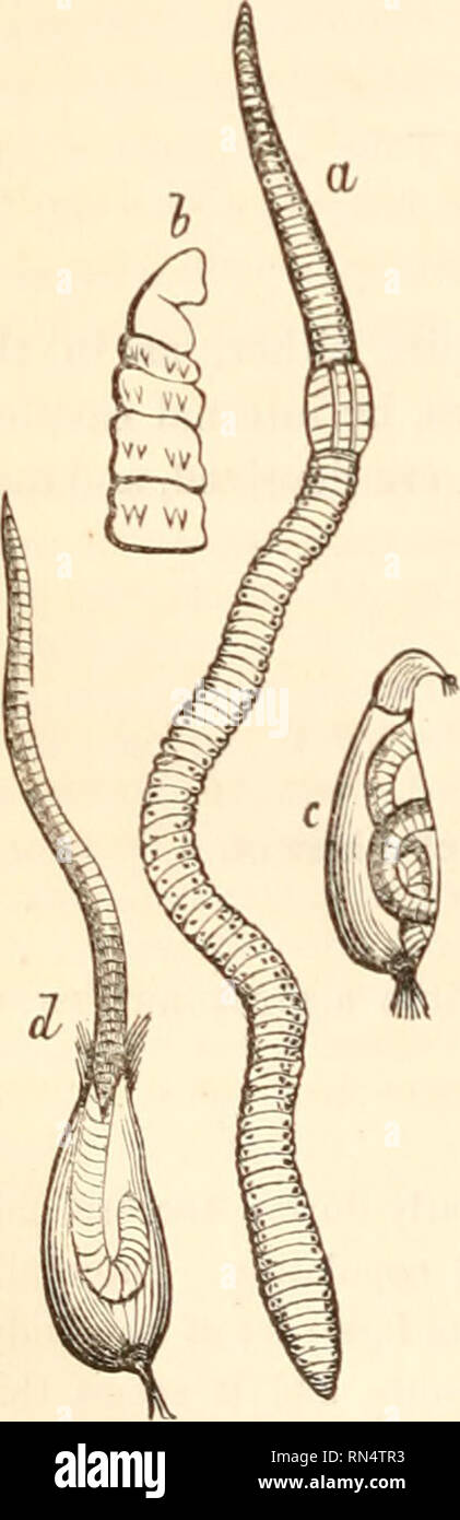 . Das Tierreich, geordnet nach ihrer Organisation und bildet eine natürliche Geschichte der Tiere und eine Einführung in die vergleichende Anatomie. Zoologie. 398 ANNELIDES. 120 oder mehr Ringe; die Wölbung ist gegenüber seinen vorderen Drittel. Unter dem sechzehnten Ring sind zwei Poren, die Benutzung ist unbekannt. Es durchdringt den Boden in alle Richtungen, es bemerkenswert gut Perforieren, Subsistiert auf Wurzeln, holzigen Fasern, tierischen Materie, &Amp; c. In den Monat Juni sucht es in der Nacht über dem Boden für einen Gehilfen. [Es ist vor allem in den reichen und gut Gedüngter Boden, der Regenwurm Köstlichkeiten, insbesondere in Gärten und Mea Stockfoto