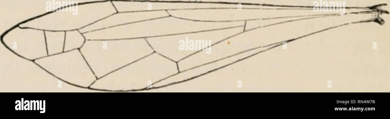 . Tier Mechanismus: Eine Abhandlung über die terrestrische Antenne und Fortbewegung. Tier Fortbewegung. 196 TIERISCHE MECHANISMUS. Kapitel II. Mechanismus der Flug der Insekten. Ursachen von Tin-Bewegungen. wenn die wihgs von Insekten - die Muskeln nur eine Bewegung hin und her geben, den Widerstand der Luft ändert den Kurs des Flügels - Künstliche Darstellung der Bewegungen des Insekt Flügel - Der treibenden Wirkung von den Flügeln der Insekten - Bau eines künstlichen Insekten, die horizontal bewegt - Ändern in der Ebene, die in der Flucht. 1. Ursachen für die Bewegungen der Win/j. - Diese äußerst komplizierte Bewegungen w Stockfoto