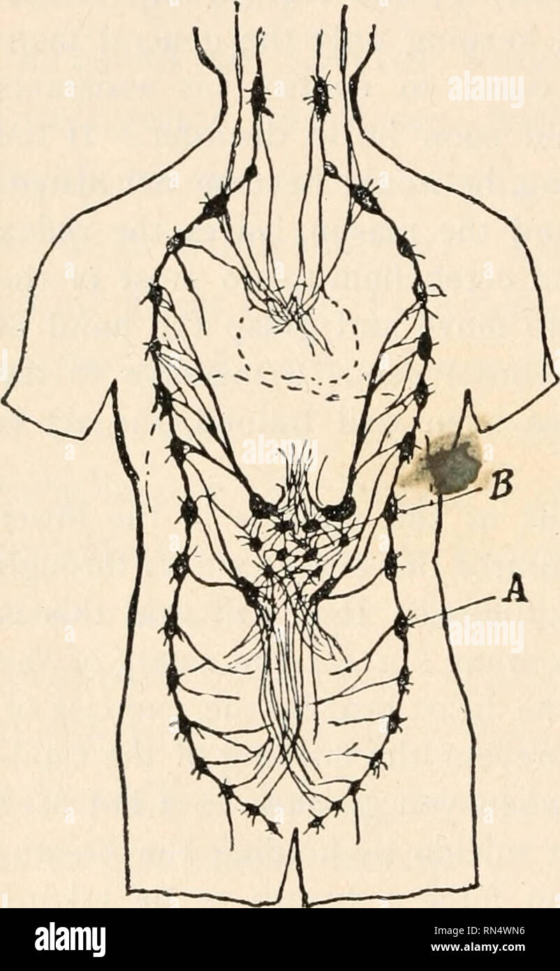 Biologie Der Tiere Menschliche Biologie Teile Ii Amp Iii Der Erste Kurs In Der Biologie Biologie 128 Menschliche Biologie Auf Jeder Seite Der Wirbelsaule Und Band Zusammengestellt Fur Beide Ketten Ganglien