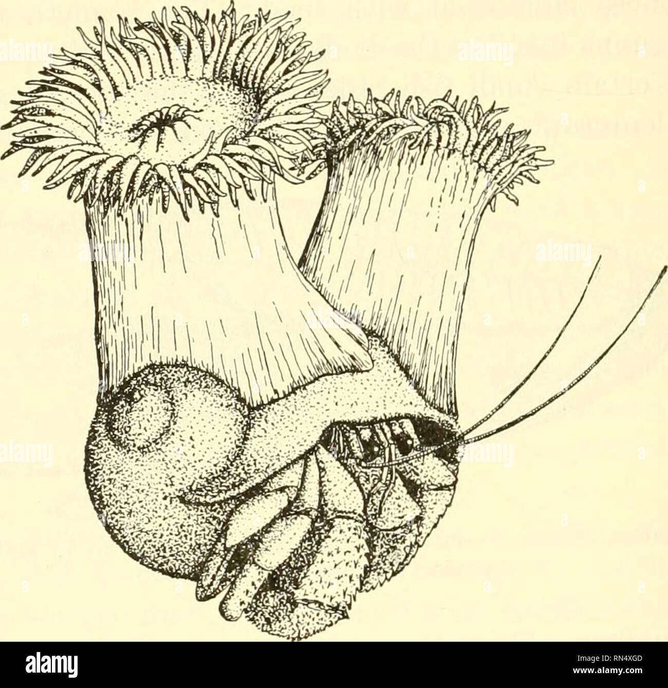 . Biologie der Tiere. Zoologie; Biologie. 524 ALLGEMEINES 566. Symbiose. - Wenn Symbiose ist klar von mutu getrennt werden - Realismus, die Trennung muss auf der Grundlage der Höchstzahl an Intimität und die wesentliche Natur des Vereins werden. Es handelt sich im Wesentlichen um eine extreme Form der mutuahsm. Ein Fall von Symbiose hat in der Beziehung, die zwischen einer Hydra und einer Grünalge (Sek vorhanden ist festgestellt worden. 169), die Zellen der Algen leben ein symbiotisches Leben in jenen des tierischen Organismus und Ausstattung Sauerstoff an die Hydra im Gegenzug für ihre eigene Nahrung. Ähnliche Fälle sind bekannt. Symbiose wird auch durch die t Stockfoto