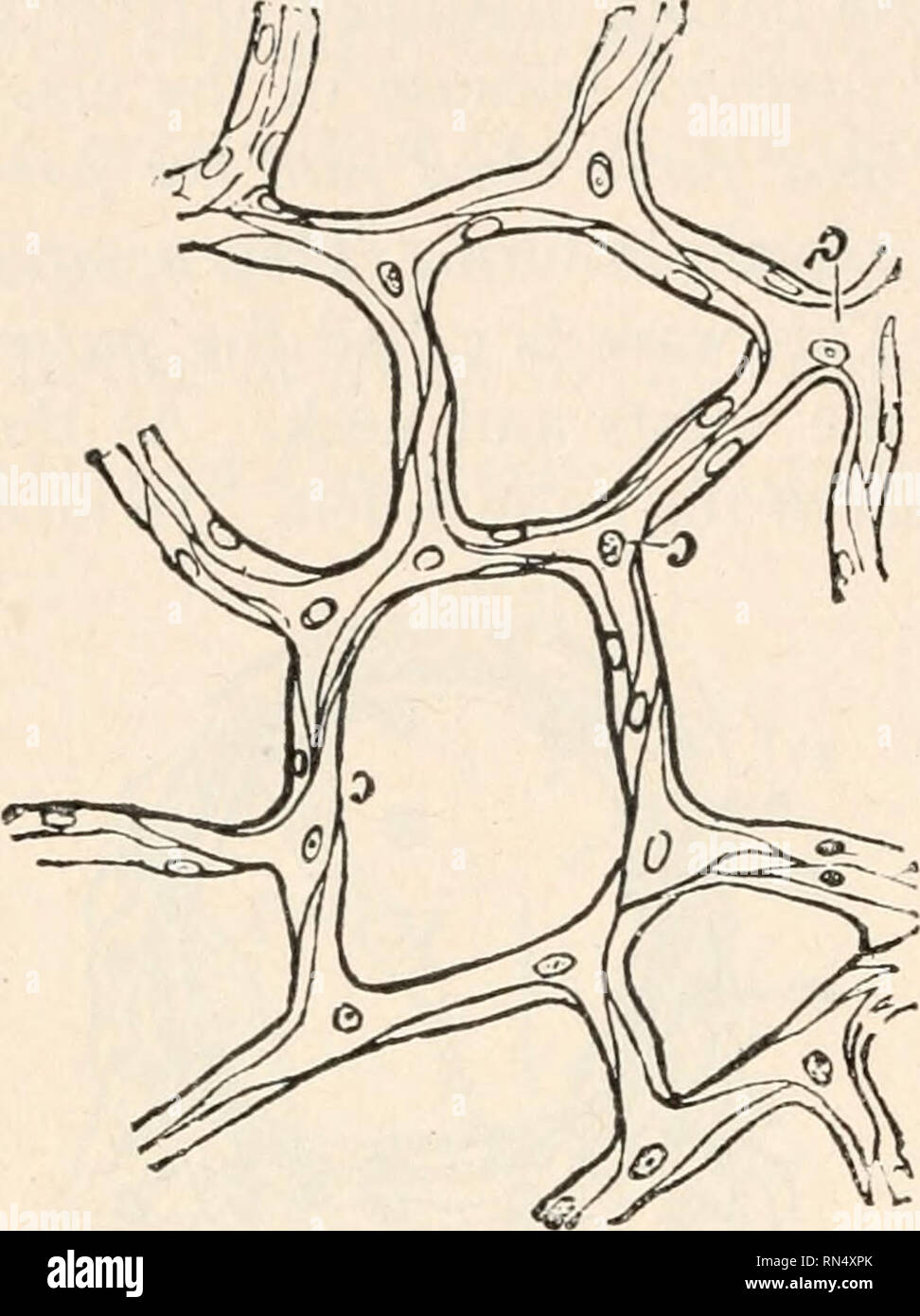 . Biologie der Tiere; Menschliche Biologie. Teile II &Amp; III der erste Kurs in der Biologie. Biologie. Menschliche Biologie Beinmuskulatur r Mehr; Nach einem herzhaften Abendessen, der Magen und Darm erhalten, mehr als in jedem anderen Teil des Körpers. Warum ist es schwierig, die beste Studium zu tun und eine Mahlzeit gleichzeitig verdauen? Wir sehen, dass die Muscu-lar Schicht der Arterien ist ein sehr nützliches Mantel, für // ermöglicht die Versorgung von Blut in alle Organe, die in der vorübergehenden Bedarf der IT erhöht werden. Warum die Blutgefäße müssen glatt sein. - Die innere Schicht des Herzens und andere Blutgefäße ist der Gewebe wie die Epithelzellen gebildet Stockfoto