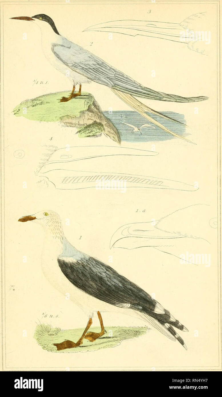 . Das Tierreich, geordnet nach ihrer Organisation und dient als Grundlage für die Naturgeschichte der Tiere: Und eine Einführung in die vergleichende Anatomie. Tiere und Zoologie. ^ Ininuilj-Elnijclom. Avcs. r/. li..l. Lanis marijats. L. ^ Die/irr - bei blactcbat^ed Cull ich 'I. Stemsifiiniiulji. l/T/ie (hnuiwnTrm nr Sni Swnl-low! :. Bill,! ftlif MntUi jferna. rtvliJa. Z. fXliejUroddyj A. BUItf thf iiycim ^s nii/niJ,. fJlif HUuk S/cini-LititJutt. t'Meii-^ lfr.'rii'1. Oldlldiln. Bitte beachten Sie, dass diese Bilder aus gescannten Seite Bilder, die digital für readabili gesteigert wurden extrahiert werden Stockfoto