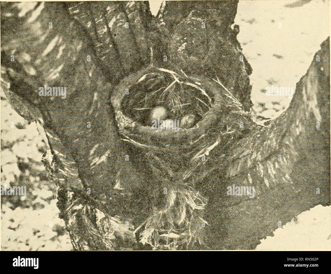 Biologie Der Tiere Zoologie Biologie Klasse Aves 421 Abb 311 Eine Komplexere Nest Der Robin Planesticus M Migraforius Linnaeus Aus Getrockneten Grasern Und Fasern Eines Seils Und Verbunden Durch Eine Dicke