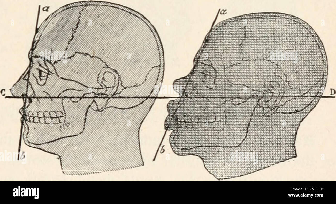 Unterschied Zwischen Menschen Und Tieren Tiere unterschied gleiche art -Fotos und -Bildmaterial in hoher