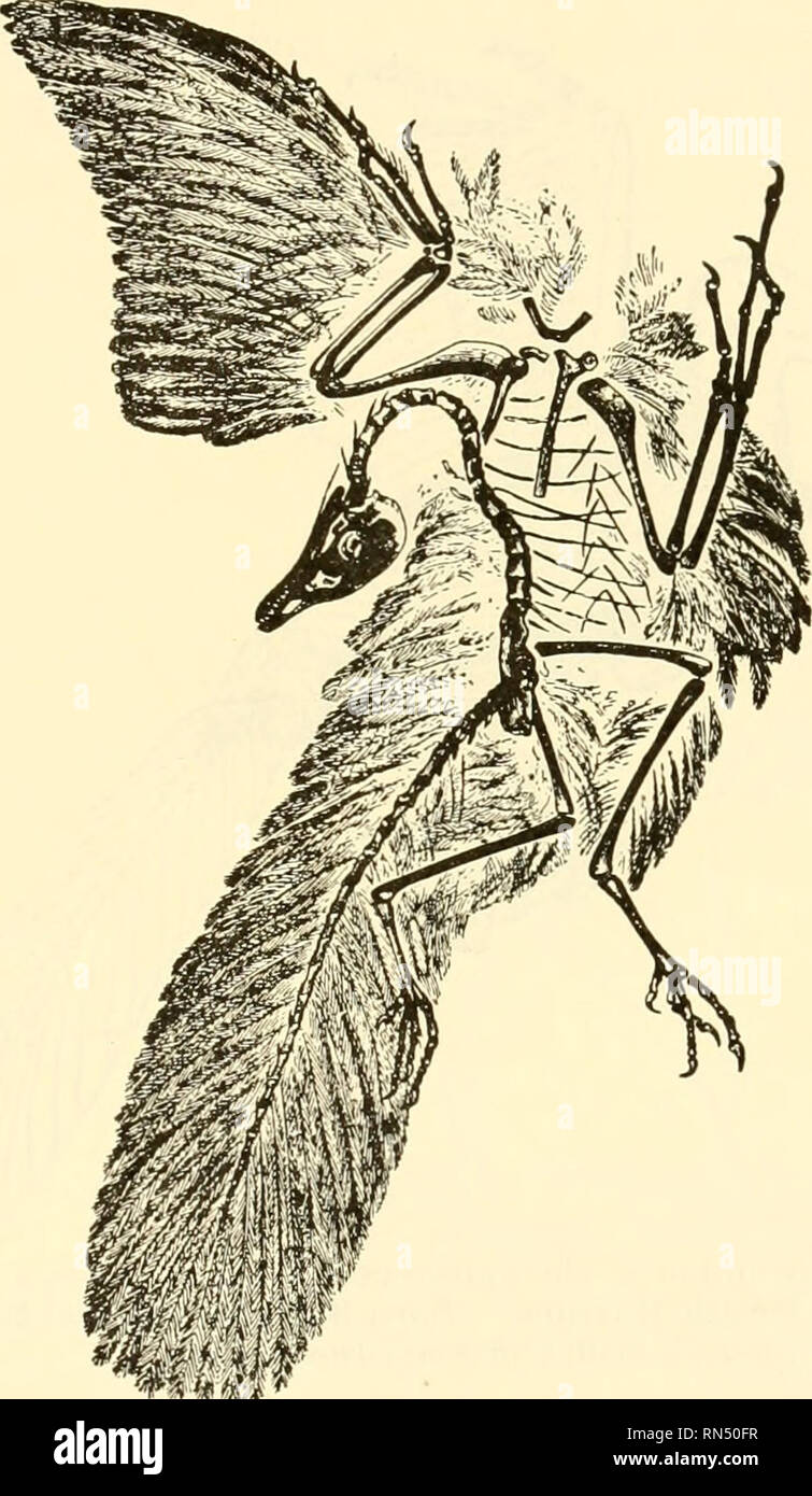 Biologie Der Tiere Zoologie Biologie Klasse Aves 409 Mama Von Schnelligkeit Und Genauigkeit In Der Unterkunft Vogel Besitzen Eine Nictitating Membran Die Sich Uber Den Augapfel Aus Dem Inneren Winkel Des