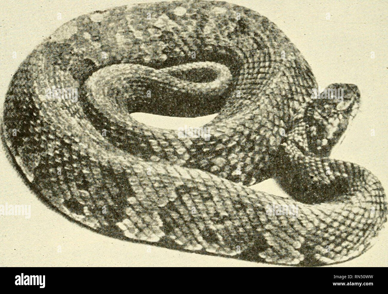. Biologie der Tiere. Zoologie; Biologie. 396 METAZOAN STÄMME Schlangen sind reichlich in den Tropen als anderswo und sind häufig abwesend von Inseln, obwohl auf den angrenzenden Kontinenten gefunden. Einige Schlangen Hve meist in und über frisches Wasser; einige leben in Salzwasser; andere unterirdische sind, Graben im Boden; während noch sind andere Experten Baumbewohner. Die größte der Schlangen sind ein Python in Birma, die eine Länge von über 30 Metern erstreckt, und einer Anaconda der Region des Amazonas in Südamerika, die 40 Fuß in der Länge. 419. Giftige Schlangen.- Die seeschlangen sind sehr Poi Stockfoto