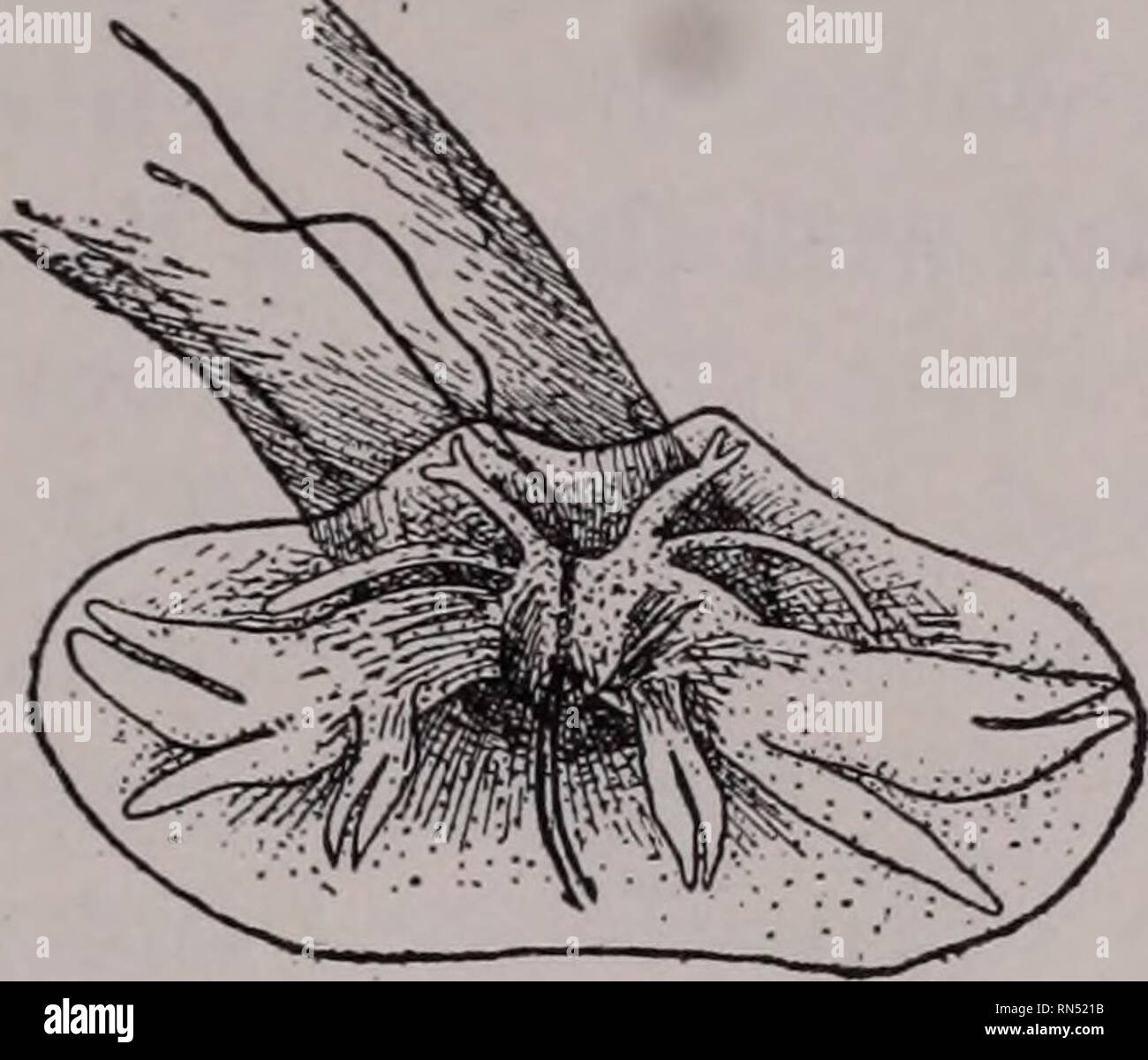 . Tierische Schädlinge und Krankheiten. Insekt Vektoren; Parasiten; parasitäre Krankheiten; Medizinische Parasitologie ; Insekten als Überträger von Krankheiten. Geschichte 257 die zunächst vorgeschlagen, den Namen "HOOKWORM" für die Parasiten, obwohl die hooklike Zähne im Mund der Alten Welt Arten wie leicht könnte den Namen vorgeschlagen haben.. Abb. 102. Bursa der Amerikanischen hookworm. (Nach Holmen). Bitte beachten Sie, dass diese Bilder aus gescannten Seite Bilder, die digital für die Lesbarkeit verbessert haben mögen - Färbung und Aussehen dieser Abbildungen können nicht Perfekt ähneln den extrahiert werden Stockfoto