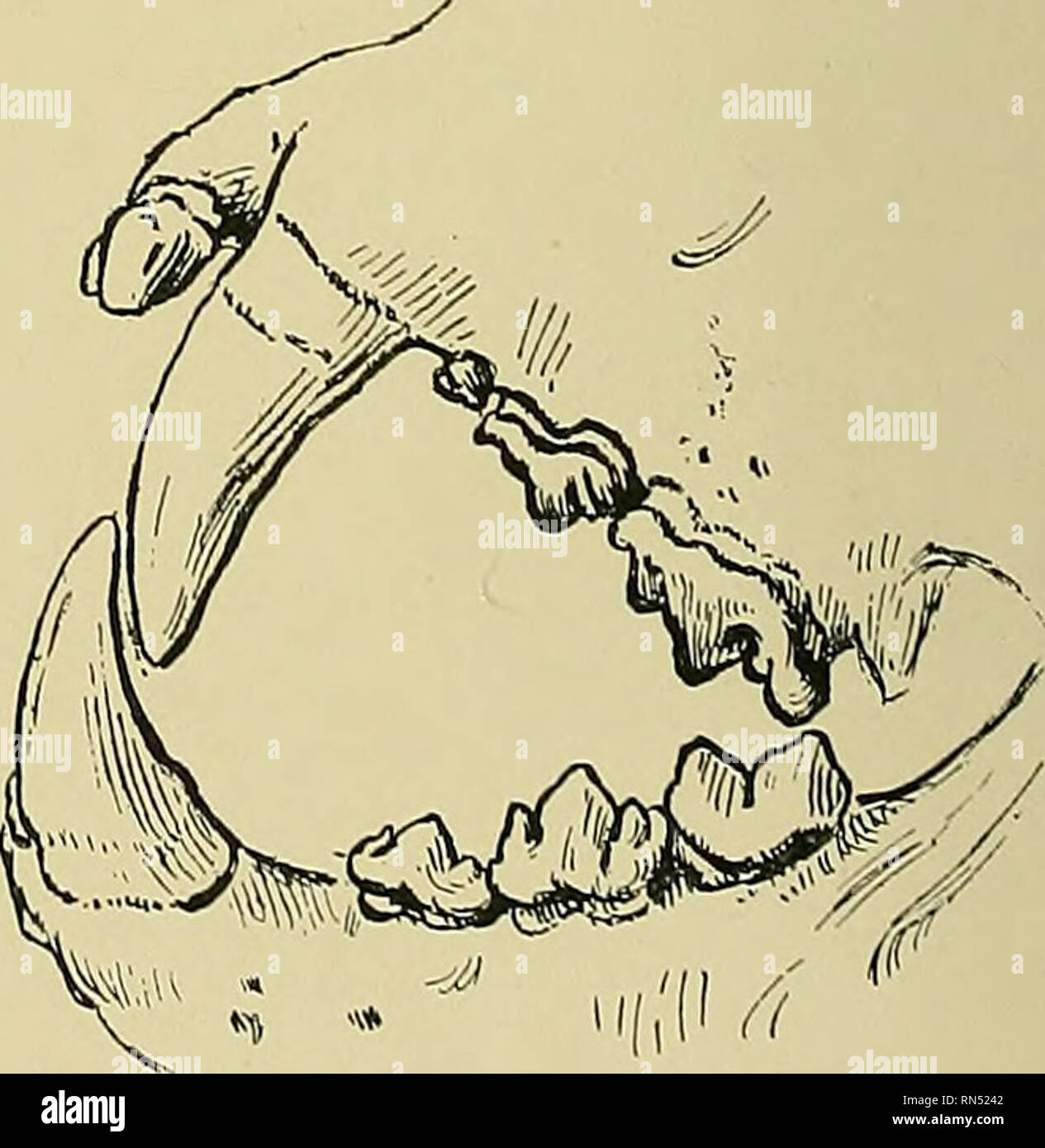 . Das Leben der Tiere und der Welt der Natur; eine Zeitschrift der Naturgeschichte. Abb. 3. Erweiterte äußere Ansicht ol unvollkommenen Unterkiefer eines ausgestorbenen Beuteltier - wie Säugetier, wollen die Schneidezähne und zwei oder drei der Molaren und Lumb. Der obere beißt hinter der unteren. Die Zähne im Voraus dieser (von denen, außer in Beuteltiere, die maximale und die typische Anzahl von Paaren ist drei) sind die Schneidezähne, während diejenigen, die hinter ihnen, die normalerweise nicht sieben Paar überschreiten, sind die backenzähne und den Molaren. In technischen Beschreibungen es üblich ist, diese Backenzähne in Molaren und Prämolaren zu teilen, aber in solche Stockfoto