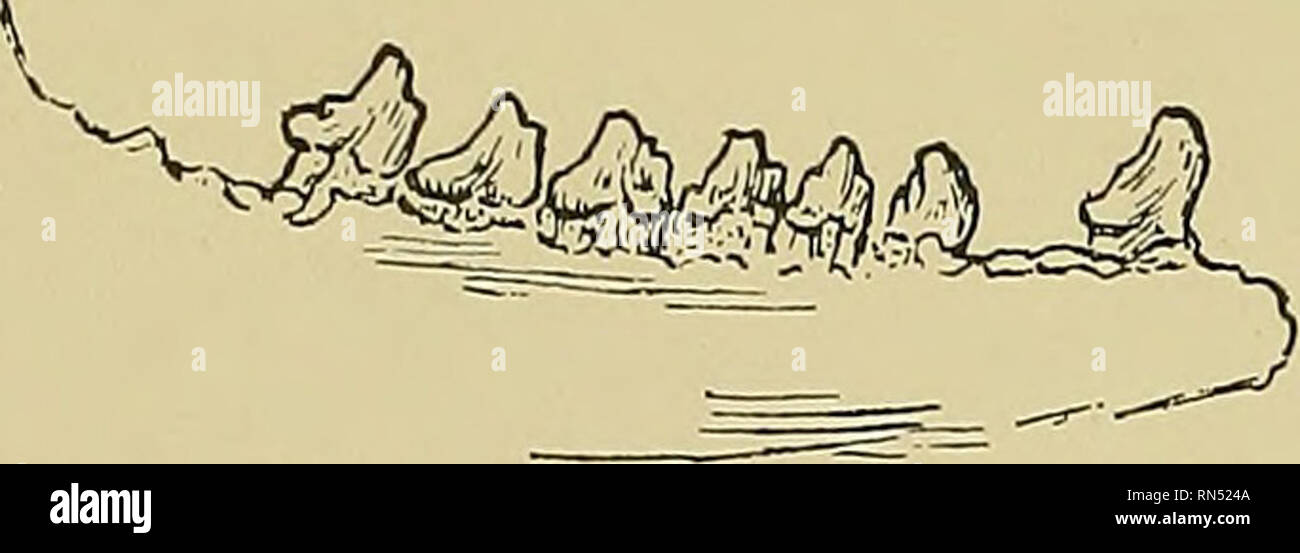 . Das Leben der Tiere und der Welt der Natur; eine Zeitschrift der Naturgeschichte. 110 tierischen Lebens. Abb. 3. Erweiterte äußere Ansicht ol unvollkommenen Unterkiefer eines ausgestorbenen Beuteltier - wie Säugetier, wollen die Schneidezähne und zwei oder drei der Molaren und Lumb. Der obere beißt hinter der unteren. Die Zähne im Voraus dieser (von denen, außer in Beuteltiere, die maximale und die typische Anzahl von Paaren ist drei) sind die Schneidezähne, während diejenigen, die hinter ihnen, die normalerweise nicht sieben Paar überschreiten, sind die backenzähne und den Molaren. In technischen Beschreibungen es üblich ist, diese Backenzähne in Molaren und Prämolaren zu teilen. Stockfoto