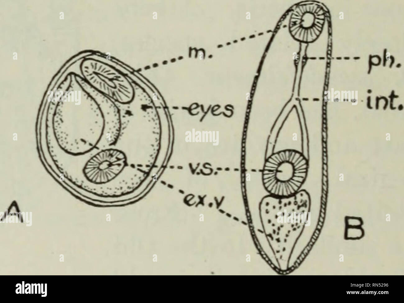 Tierische Schadlinge Und Krankheiten Parasiten Medizinische Parasitologie Insekten Als Ubertrager Von Krankheiten Abb 76 Ei Und Ciliated Em Bryo Der Chinesischen Fluke Clonorchis Sinensis X700 Nach Katsurada Wenig Von Der