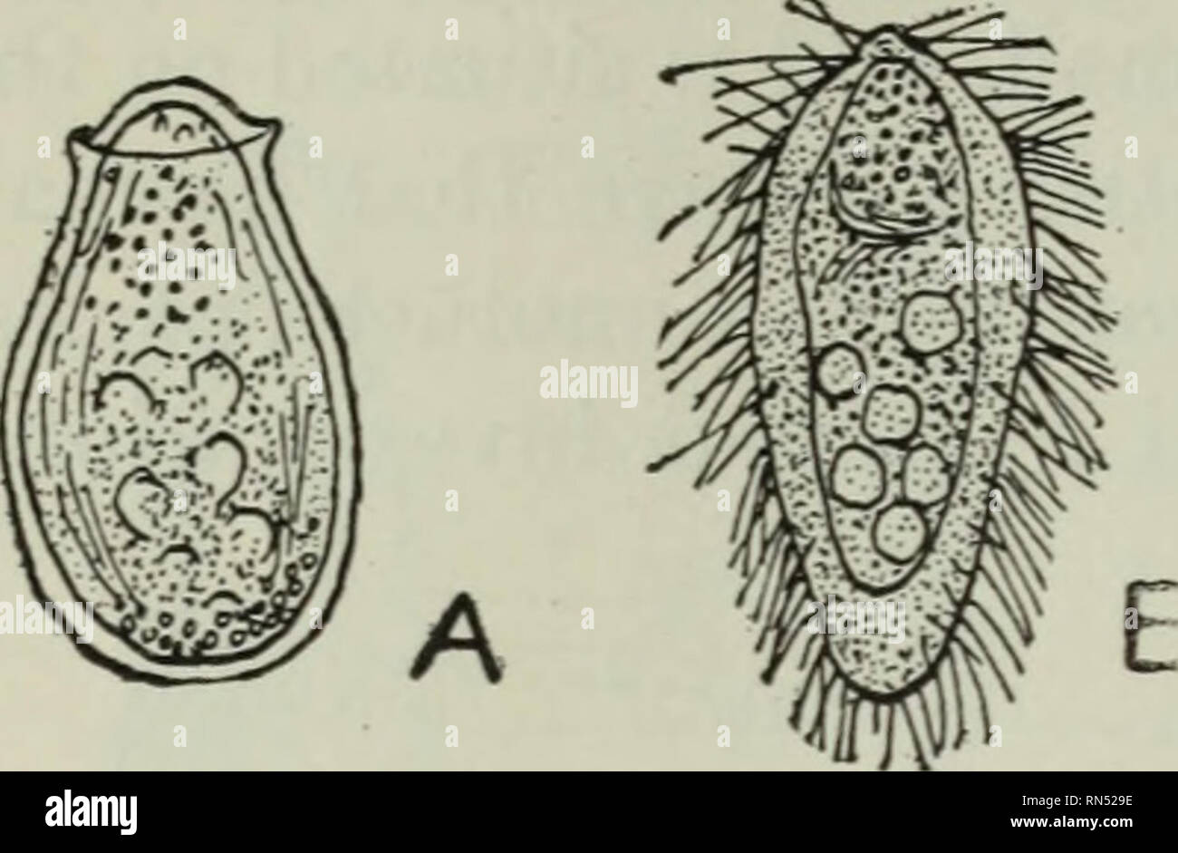 Tierische Schadlinge Und Krankheiten Parasiten Medizinische Parasitologie Insekten Als Ubertrager Von Krankheiten 226 Die Egel Abb 76 Ei Und Ciliated Em Bryo Der Chinesischen Fluke Clonorchis Sinensis X700 Nach Katsurada