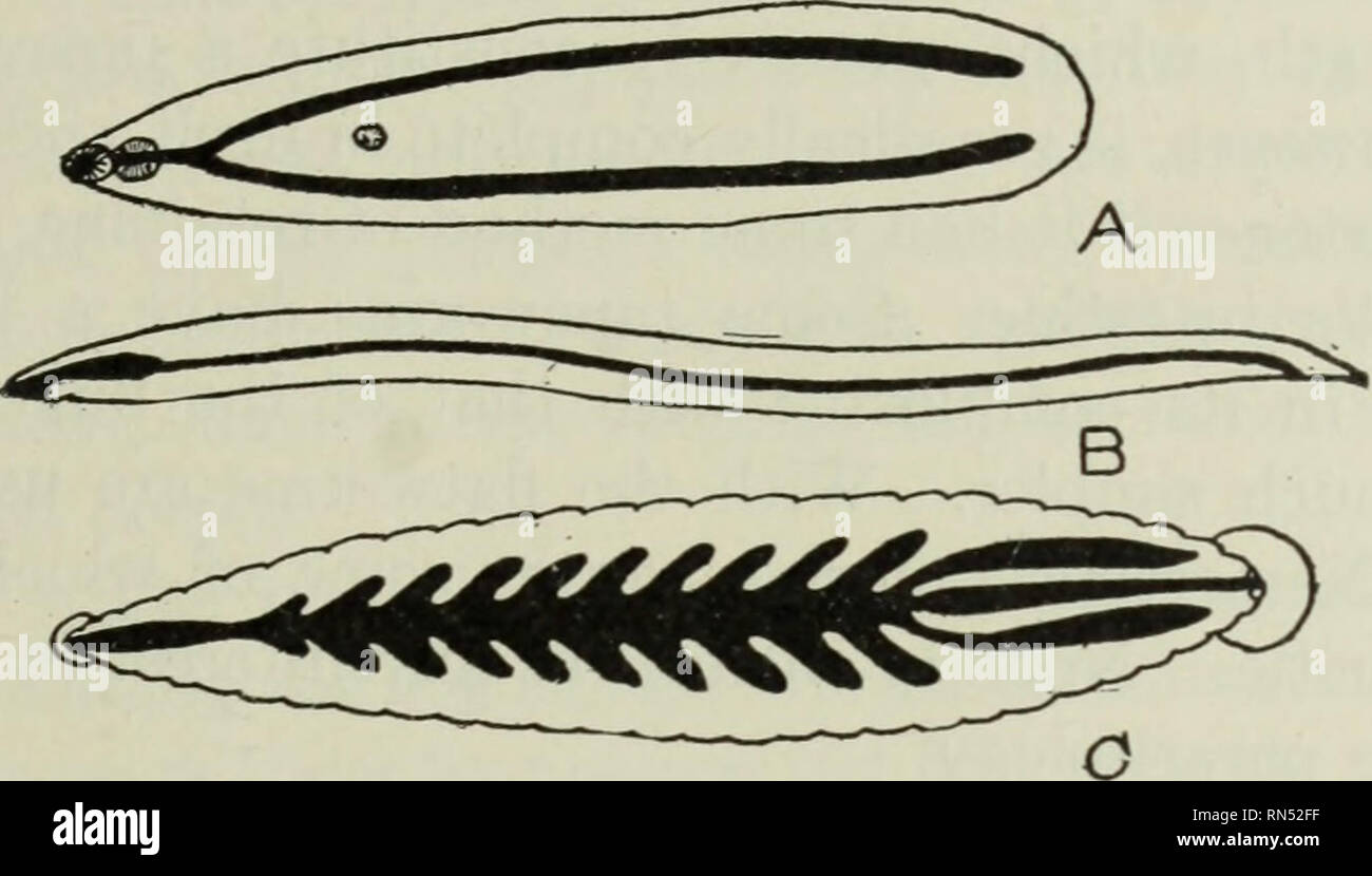 . Tierische Schädlinge und Krankheiten. Parasiten; Medizinische