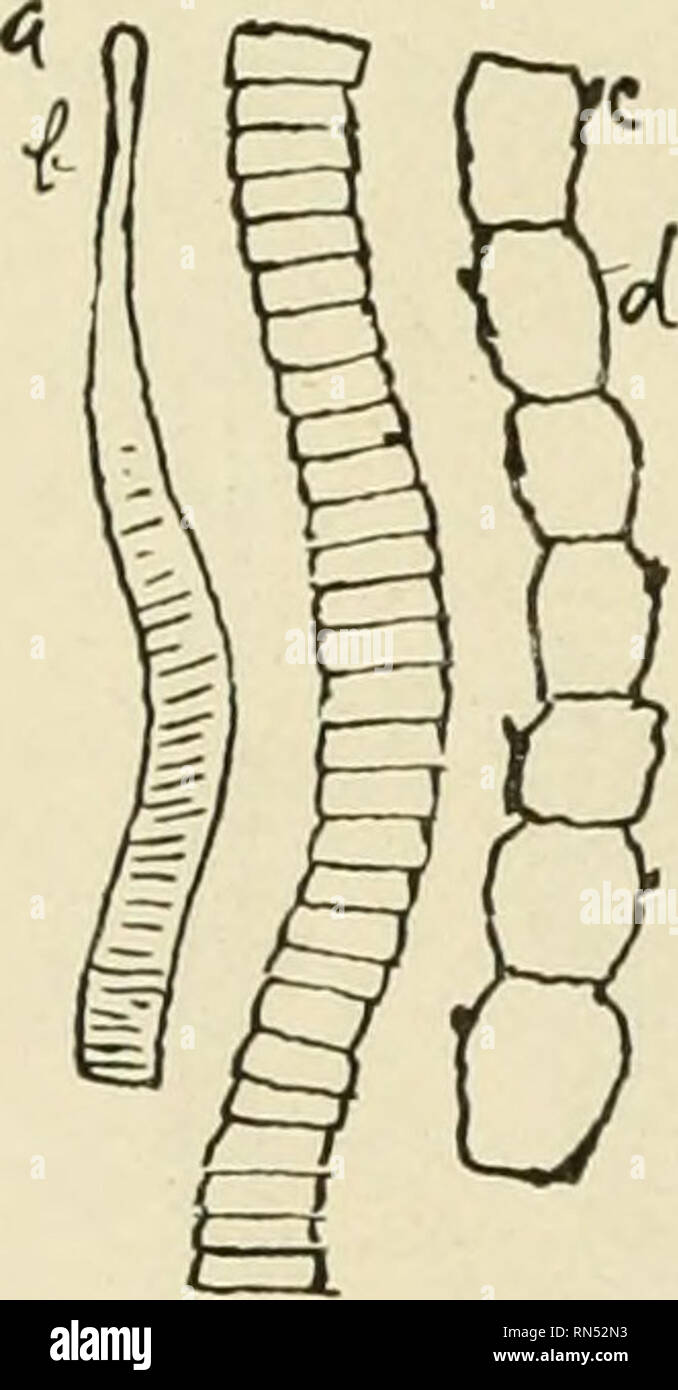 Tierische Parasiten und parasitäre Krankheiten. Heimische Tiere,  Veterinärmedizin. 160 PARASITOLOGIE BANDWÜRMER DES HUNDES. Die bandwürmer,  die häufig in den Hund gefunden sind bewaffnet; ihre Geschichte ist  bekannt. Marginatus - taenia Napi (