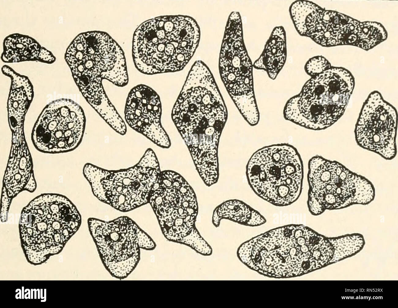 . Tierische Schädlinge und Krankheiten. Insekten als Überträger von Krankheiten; Medizinische Parasitologie. AMEBiE DER MUND 141 endoplasm in späteren Ausgießen. Die Reproduktion dieser Httle Tiere wird durch eine einfache Aufteilung des Körpers in zwei wenn Sie groß genug zu fühlen, schwerfällig, als einzelne Individuen. Obwohl Zysten sind für den Schutz gegen gebildet. Abb. 41. Gemeinsame Formen der Endamaeba gingivalis, aus menschlichem Mund, x650. (Nach Bass und Johns.) Eine ungünstige Umwelt, keine Multiplikation innerhalb der Zysten wurde beobachtet, wie etwa der Endamoeha coli oder E. histolytica. Die Cy Stockfoto