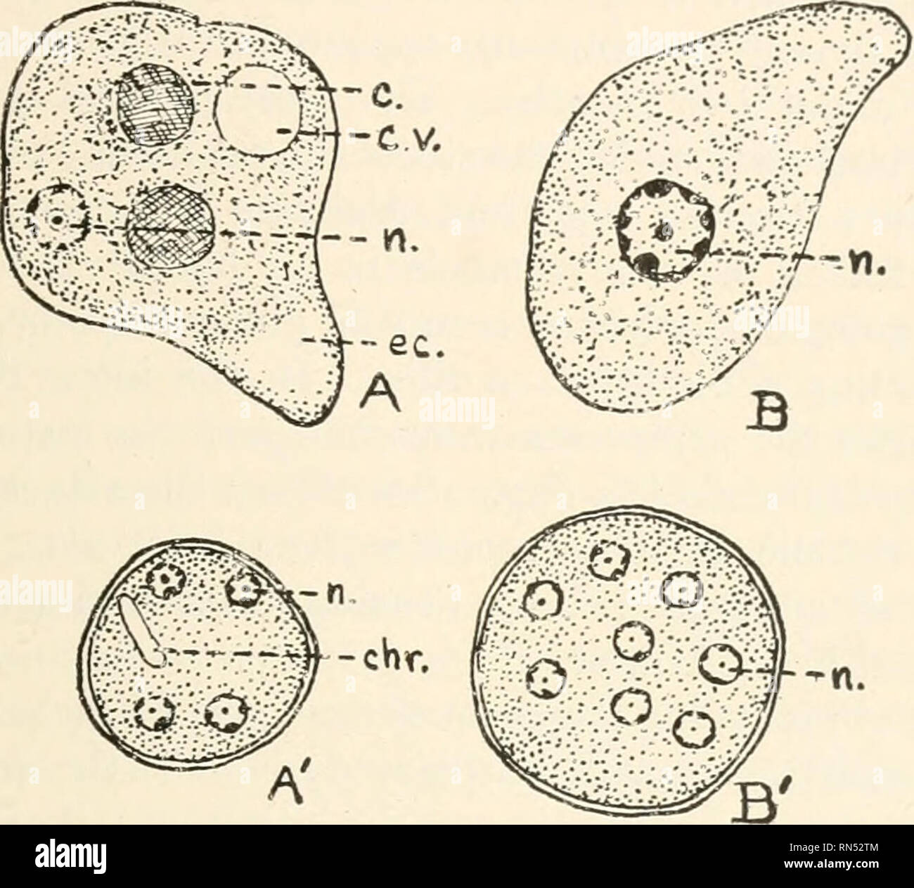 . Tierische Schädlinge und Krankheiten. Insekten als Überträger von Krankheiten; Medizinische Parasitologie. Modus der Infektion 133, aber Sie sind schließlich heraus mit den Faeces ausgeschieden. Im Gegensatz zu amebse in der vegetativen Phase, die Encysted amebae sind unempfindlich gegen Austrocknung und kann für mindestens einen Monat in getrockneter oder teilweise getrockneten Fäkalien leben, wenn nicht der direkten sunhght ausgesetzt. Sie sind nicht, wie. Abb. 38. Vergleich von Endamceha histolytica und E.coli. X 1500. A, E. histolytica, vegetatives Stadium; Hinweis kleine undeutlich Kern (n.), klar Ektoplasma (EG), eingenommen rote Blutkörperchen (c.) und contracticle Vakuole (C.V.). B, E Stockfoto