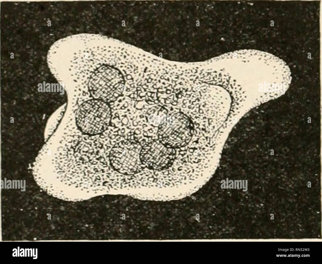 . Tierische Schädlinge und Krankheiten. Insekten als Überträger von Krankheiten; Medizinische Parasitologie. 132 AMEB.E. getragen in einer langen Reihe von experimentellen Fütterungen mit amebse verschiedener Arten und weitgehend als Ergebnis ihrer Arbeit die wahren Tatsachen des Falles entwirrt wurden. Sie erwiesen sich als die Unschädlichkeit des Endamoeba coli und zeigte auch, dass E. histolytica und E.tetragena, lange Zeit als unterschiedliche Arten, sind wirklich zwei Phasen der eine Art. Die dysenterie Amöben. - Die Ruhr ameba, E. histolytica (Abb. 37), ist groß und aktiv, 25 bis 40 n (tAit zu^^^ eines Zoll) Durchmesser, mit einer Ratte Stockfoto
