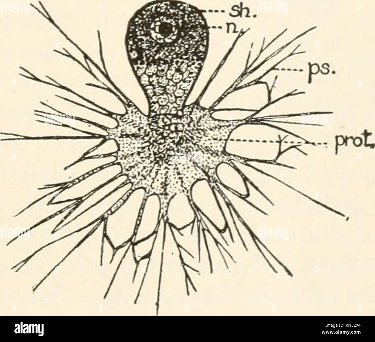 . Tierische Schädlinge und Krankheiten. Insekten als Überträger von Krankheiten; Medizinische Parasitologie. Parasitäre SARCODINA 129 Das Leben Geschichte auch bei den verschiedenen Tierarten variiert, viele besitzen eine Flagellated Bühne. Auf der Grundlage des Lebens Geschichte und Gewohnheiten der alten Gattung Amöbe in eine Reihe von Gattungen aufgeteilt wurde, sieben nach Stollen. Dieser nur drei Auftreten als para-Seiten des Menschen. Die amebse Die speziell angepasst sind, so zu leben, wie Parasiten im Körper der Tiere gehören zu mindestens zwei verschiedene Gattungen, Endamoeha Paramceha Craigia und (oder). Endamoeha beinhaltet amebse Groß die Ein Stockfoto