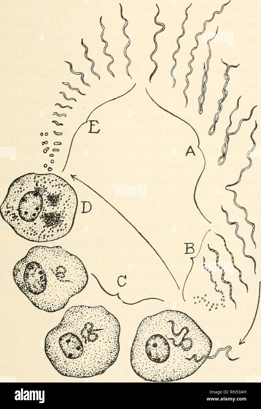 . Tierische Schädlinge und Krankheiten. Insekten als Überträger von Krankheiten; Medizinische Parasitologie. Schubförmig-FIEBER - GETRIEBE 45 Europis verschiedene Schädlinge sind vermutlich in der Übertragung von schubförmig Fieber verwickelt. In Persien und in benachbarten Ländern die miana Tick, Argas persicus (siehe S. 364, Abb. 159), ist wahrscheinlich der Chief Täter, während in Russland und Serbien. Abb. 7. Lebenszyklus von Spirochceta gallinarum, gilt auch für Sp. dutlotd der schubförmig verlaufenden Fieber. Eine, die Vermehrung von Tran. sverse Division in Wirbeltieren Blut: B, Bildung von coccoid Stellen in Wirbeltieren Blut: C, Stockfoto