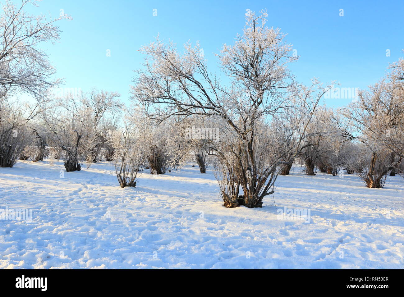 Winter Bäume im Schnee Stockfoto