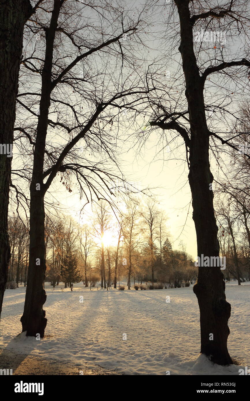 Winter Wald mit Sonne durch Baum Stockfoto
