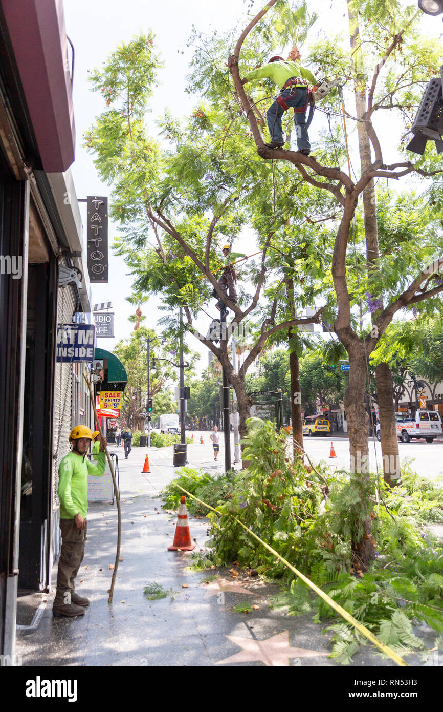 Arbeiter in Baum Schneiden von Ästen, auf dem Hollywood Boulevard in Los Angeles, Kalifornien. Stockfoto
