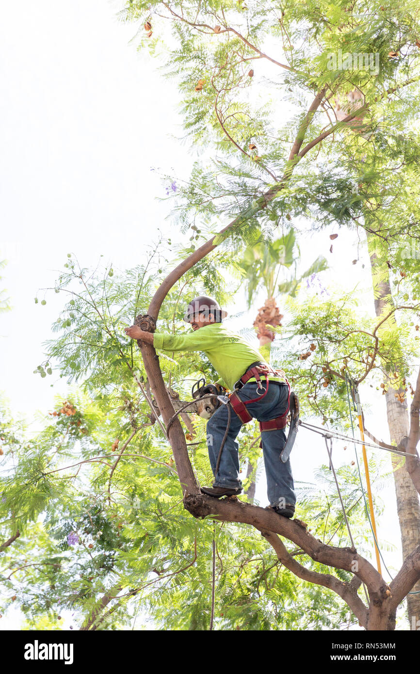 Arbeiter in Baum Schneiden von Ästen, auf dem Hollywood Boulevard in Los Angeles, Kalifornien. Stockfoto