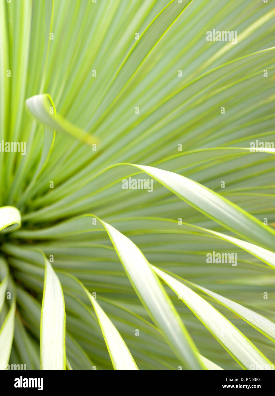 Weich und schmalen Blatt Agave sukkulente Pflanze, Agave Yucca Linearis, frische Blätter mit Thorn von Linear-Leaf Yucca Stockfoto