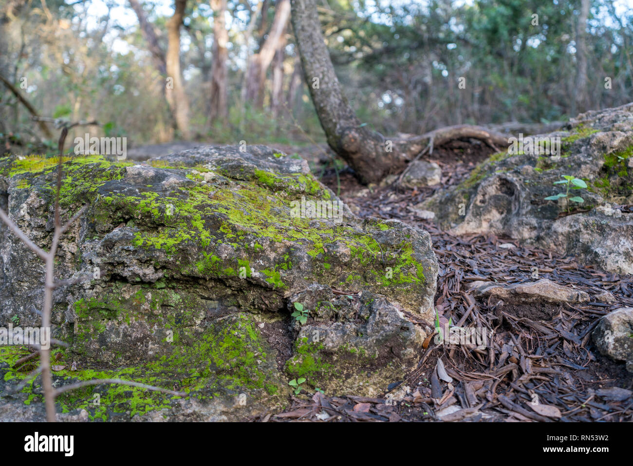 Low Angle View von Algen über grosse Felsen auf der Spur Stockfoto