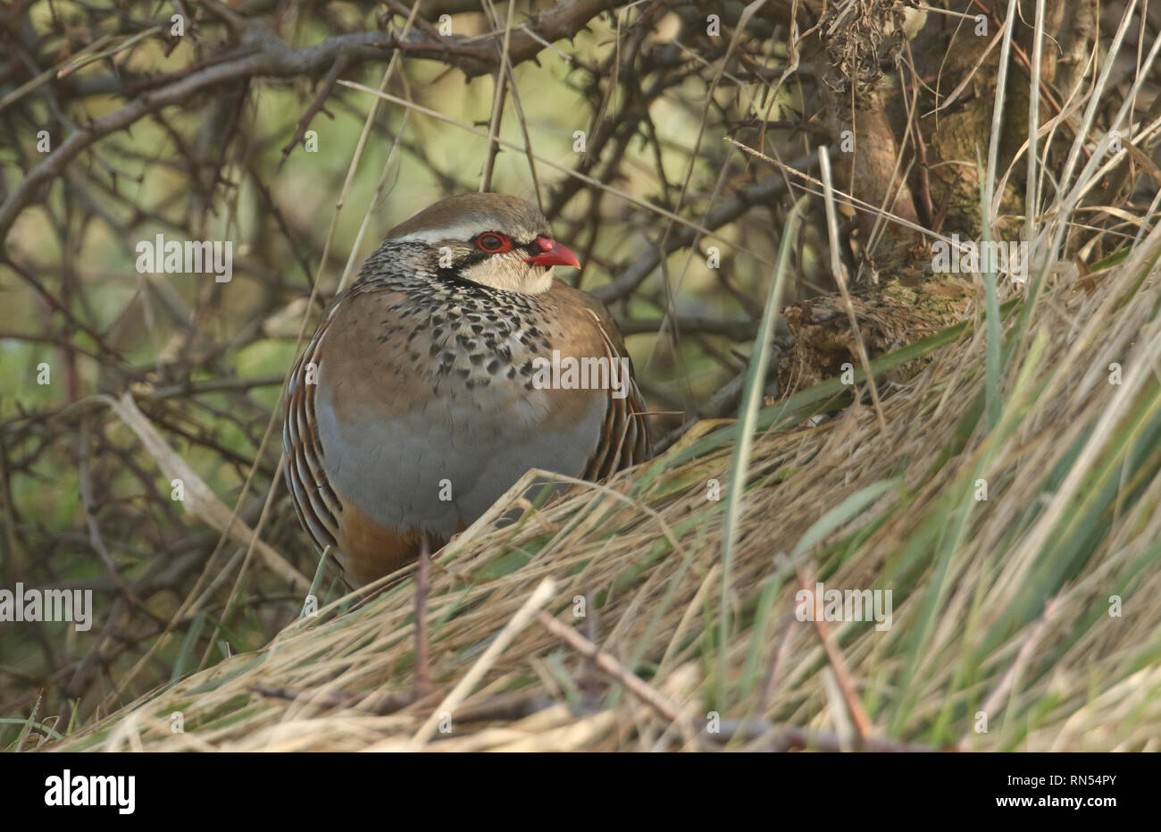 Eine hübsche Red-Legged Rebhuhn (alectoris Rufa) unter einem Busch auf der Wiese. Stockfoto