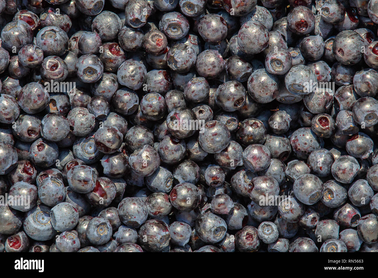 Weihnachtskarpfen Blaubeeren sammeln, rohe Nahrung Textur Foto Stockfoto