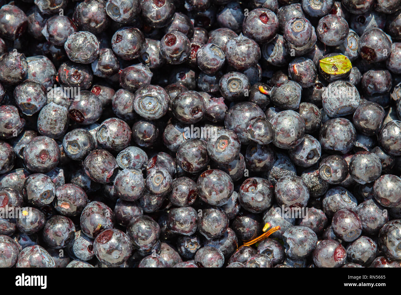 Weihnachtskarpfen Blaubeeren sammeln, rohe Nahrung Textur Foto mit Verlassen Stockfoto