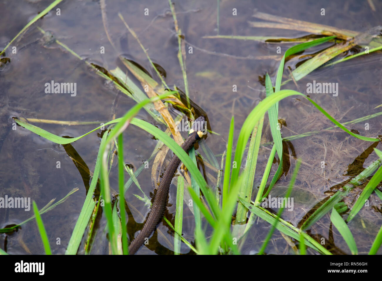 Ringelnatter, Natrix natrix auf dem Wasser schwimmen Stockfoto