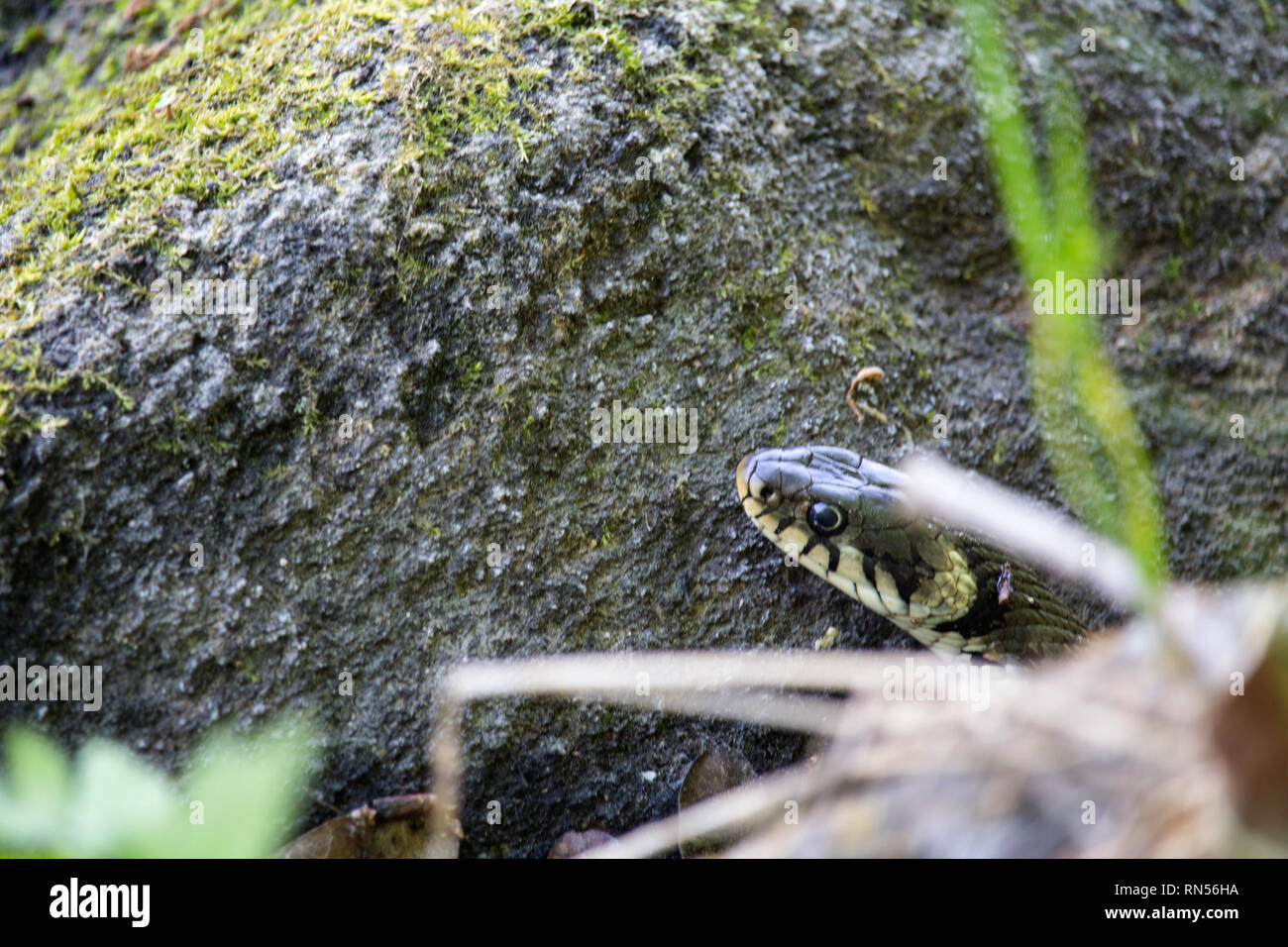 Ringelnatter, Natrix natrix Kopf auf Stein Stockfoto