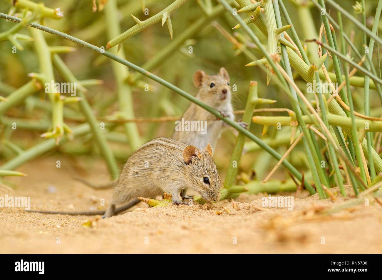 Vier gestreifte Gras Maus - Rhabdomys pumilio, schöne kleine Nager aus afrikanischen Büsche und Wüsten, Walvis Bay, Wüste Namib, Namibia. Stockfoto