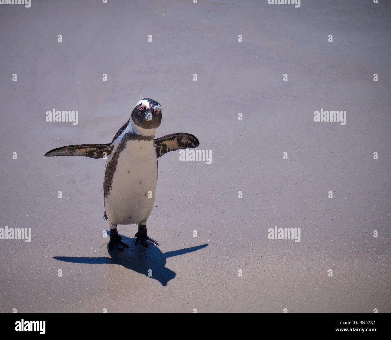 Einsame afrikanische Pinguin auf Kamera an einem einsamen Strand mit kurzen Schatten. Penguin ist auf der Vorderseite mit Flügeln verteilt. Stockfoto