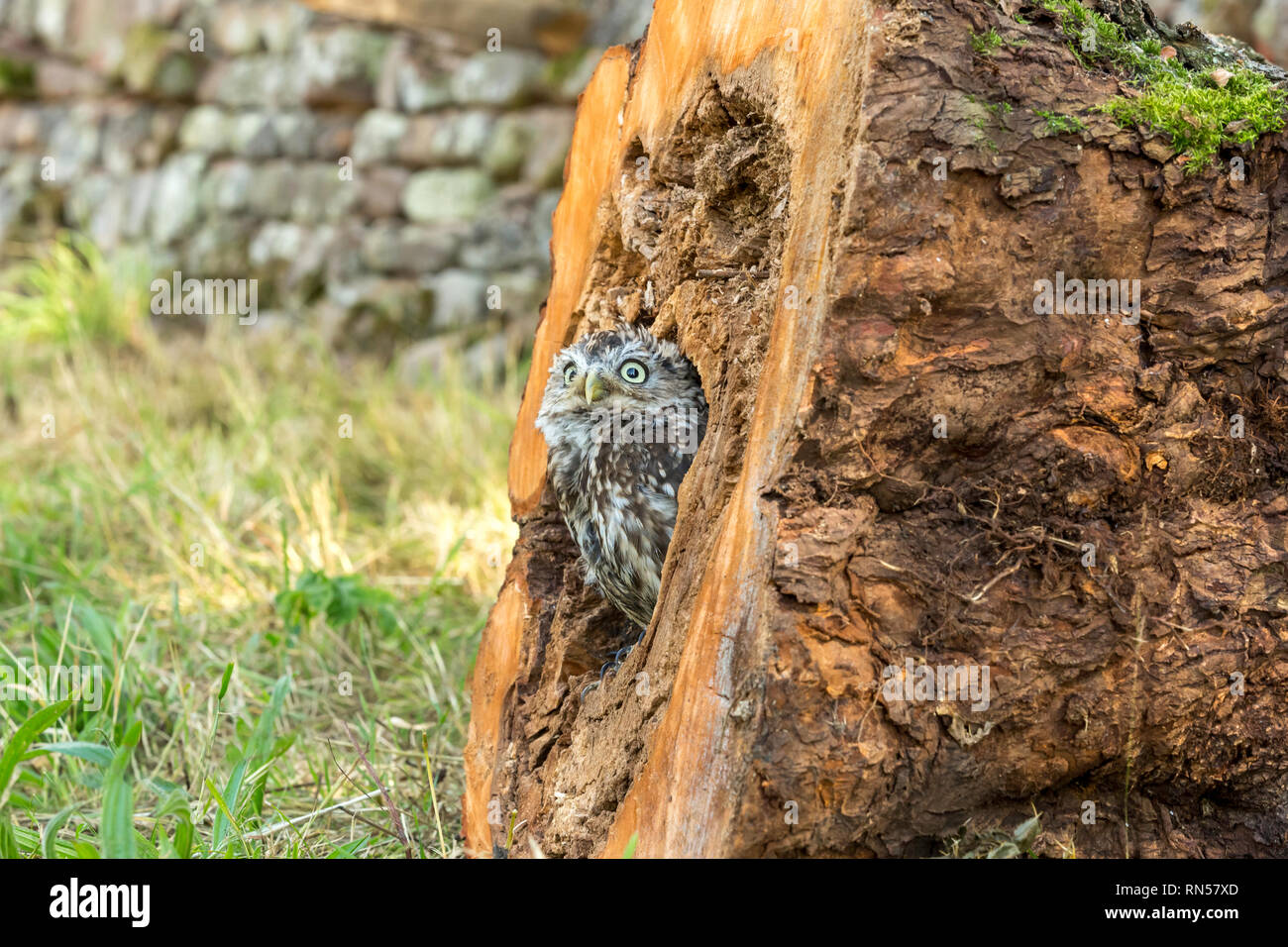 Steinkauz (Athene noctua) in einem Baumstumpf gehockt und heraus lugen. Kleine Eule ist es, die Arten und nicht auf die Größe der Eule. Landschaft Stockfoto