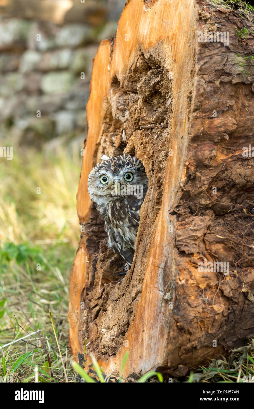Steinkauz (Athene noctua) in einem Baumstumpf gehockt und heraus lugen. Kleine Eule ist es, die Arten und nicht auf die Größe der Eule. Porträt Stockfoto