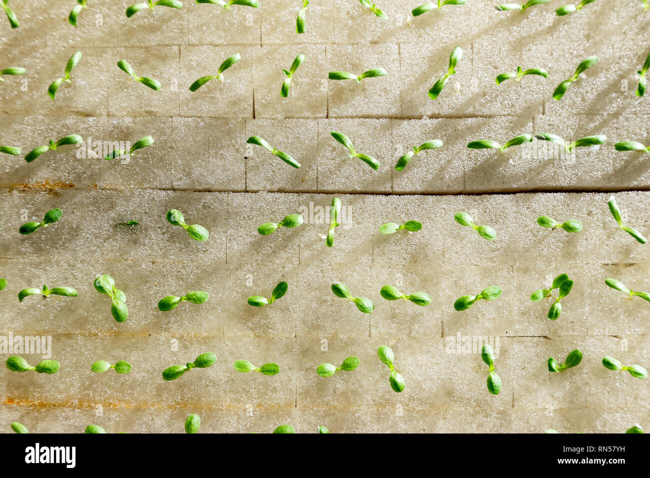 Top flach auf Baby hydroponics Gemüse wachsen auf Wasser, mit frühen Morgenlicht, die langen Schatten des kleinen Baby Gemüse Stockfoto