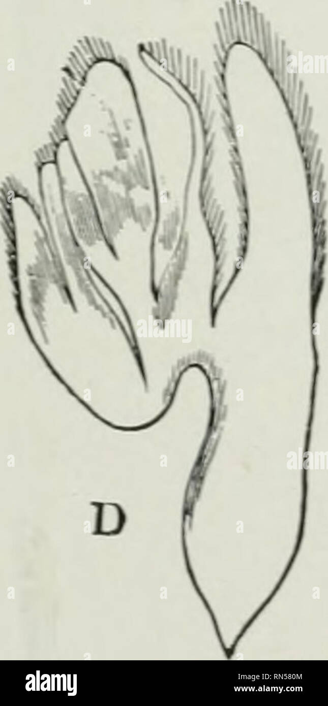 . Tier Aktivitäten: Ein erstes Buch in zoölogy. Zoologie; das Verhalten der Tiere. . Bitte beachten Sie, dass diese Bilder sind von der gescannten Seite Bilder, die digital für die Lesbarkeit verbessert haben mögen - Färbung und Aussehen dieser Abbildungen können nicht perfekt dem Original ähneln. extrahiert. Französisch, Nathaniel S. (Nathaniel Stowers), 1854. New York; London: Longmans, Green, und Co. Stockfoto