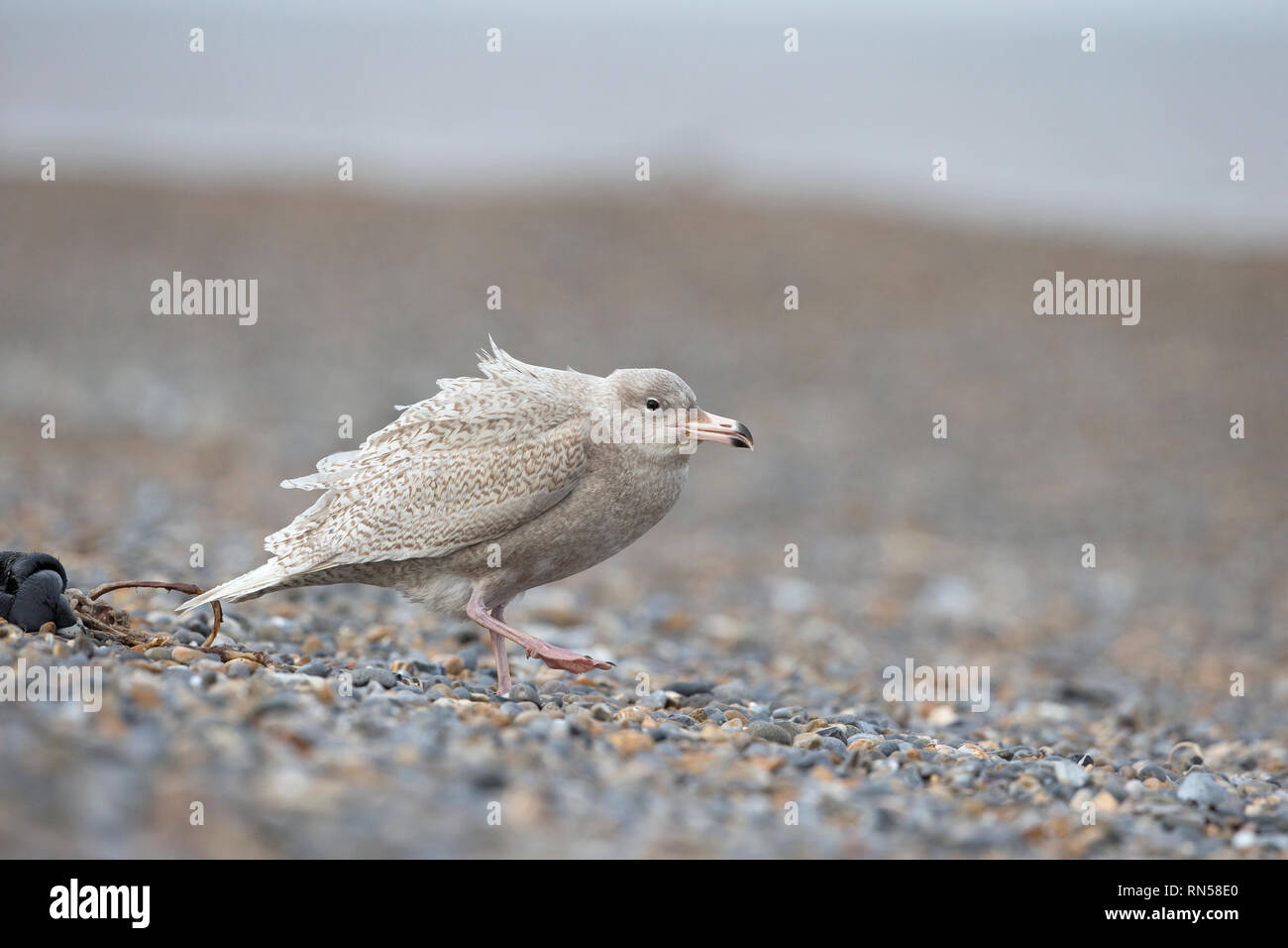 Glaucous Gull (Larus Hyperboreus) Stockfoto