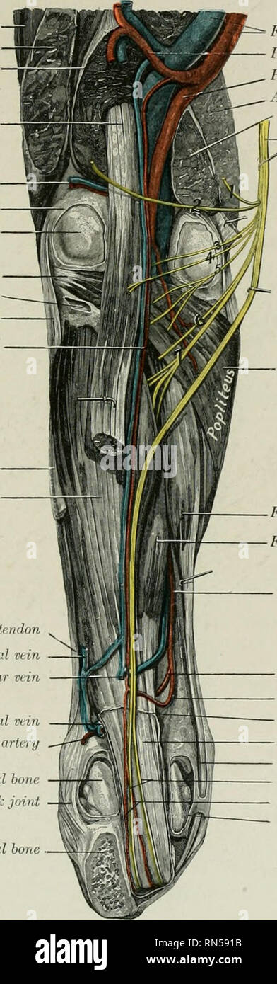 . Die Anatomie der Haustiere. Veterinär Anatomie. ANTERIOR TIBIAL ARTERY 679 die aufschiebende Ligament mit dem plantar Arterien (oder nur mit dem seitlichen plantai') in Form der proximalen plantar Arch (Arcus plantaris Proximalis). M. vastus lateralis Bizeps femoris Gastrocnemius, seitliche Kopf oberflächlichen digitalen flexor lateralen Gelenk Schiffe Gelenkkapsel lateralen Kondylus des Femur Popliteus Tasche der Gelenkkapsel, nprni werden Seitliche Bänder von frninrn - tiblal gemeinsame Wiederkehrende schienbeinkopf Schiffe Soleus Tibialis posterior Lateral streckmuskelsehne Wiederkehrende tarsal Vene Seitliche plantar Vene Seitliche t Stockfoto