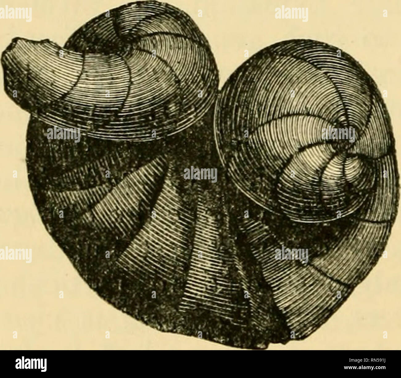 . Die alten Leben - Geschichte der Erde; einen umfassenden Überblick über die Prinzipien und die führenden Tatsachen der palaeontological Wissenschaft. Paläontologie. 67. - Gryphcva ijicm zm. Lias. ''Reversed" - das heißt, wandte sich der Shell; Während im letzteren Austern sind, in denen das untere Ventil des Tanks ist die größte, und hat einen großen incurved Schnabel, während das obere Ventil klein ist und den Dreschkorb. Eine der charakteristischen Exogyrce ist die E.virgida des Oxford Ton, und der gleichen Horizont auf dem Kontinent; und die Gryphcea inciu'va (Abb. 167) ist ebenso reichlich in, Stockfoto