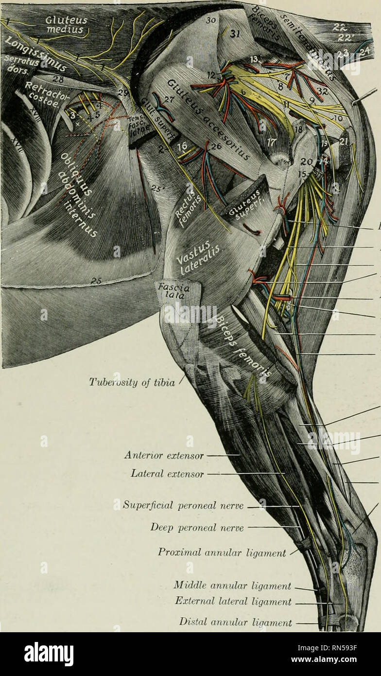 . Die Anatomie der Haustiere. Veterinär Anatomie. Der A. iliaca interna 671. l) I II) k moralische tcssels PLronenl nerv Ti! n;il l'iicrrc nli riiir j'ciiiuriil nrU ni rii/iineus I "Lymphe gin Deckel nplilad Castrocnentius Wiederkehrende tarsal Oberflächliche peronaeus Nerv? Tiefe peronaeus Nerv? Tarsal oder Zugang - sory Icndoii der Biceps femoris Deep flexor von f/ir/d (I'lishitnieinius Li inliin Supcijicial Beugesehne Knolle calcis Mitte ringförmige Sehne? Externe seitliche Sehne? Distalen ringförmige ligament Abb. 580.- dissektion von Becken, Hüfte und Bein des Pferdes; seitliche Ansicht. 1, Dorsalen branche Stockfoto