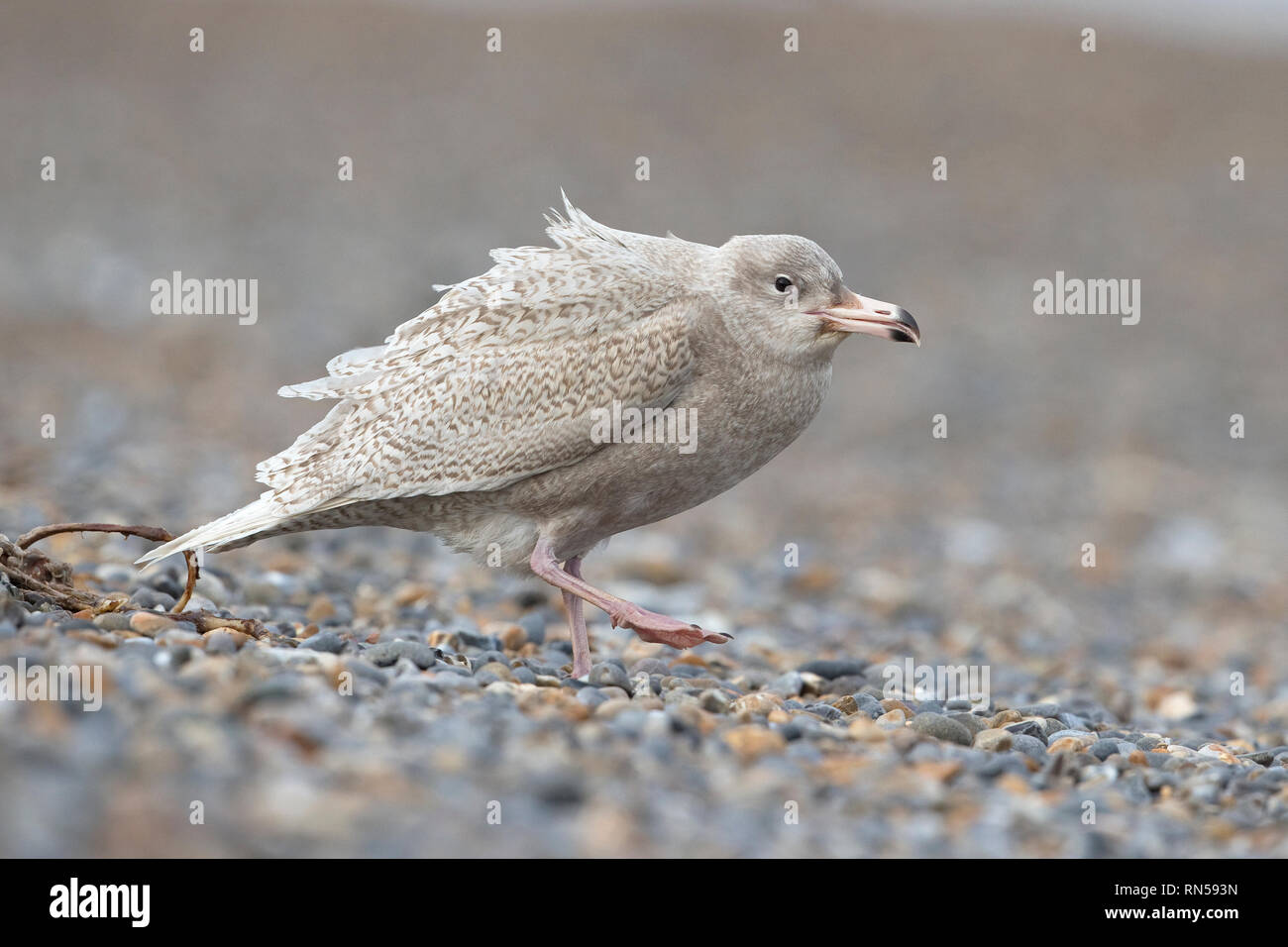 Glaucous Gull (Larus Hyperboreus) Stockfoto