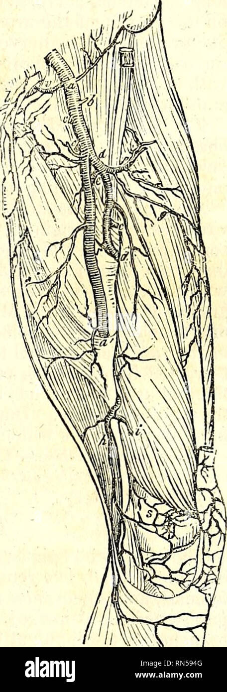 . Die Anatomie des menschlichen Körpers. Die menschliche Anatomie; Anatomie. Der Arteria femoralis. 561 conlinuation des Schiffes in Richtung und manchmal in Größe; es läuft entlang dem Kamm des Ilium, ist auf den ersten Sub-aponeurotic, oder vielmehr ist zwischen zwei Schichten von faszien im zellulären Intervall zwischen dem Transversalis aus der obliquus internus enthielt, und beendet durch anastomosing Bereich mit der Vierten lumbalen Arterie auf dem Kamm des Ilium. In ihrem Verlauf, der zirkumflex Darmbein Arterie gibt aufsteigende Äste, die Ram-einen in den Muskeln und in der dermalen Hüllen der Abdominal- parietes; und Abstieg Stockfoto