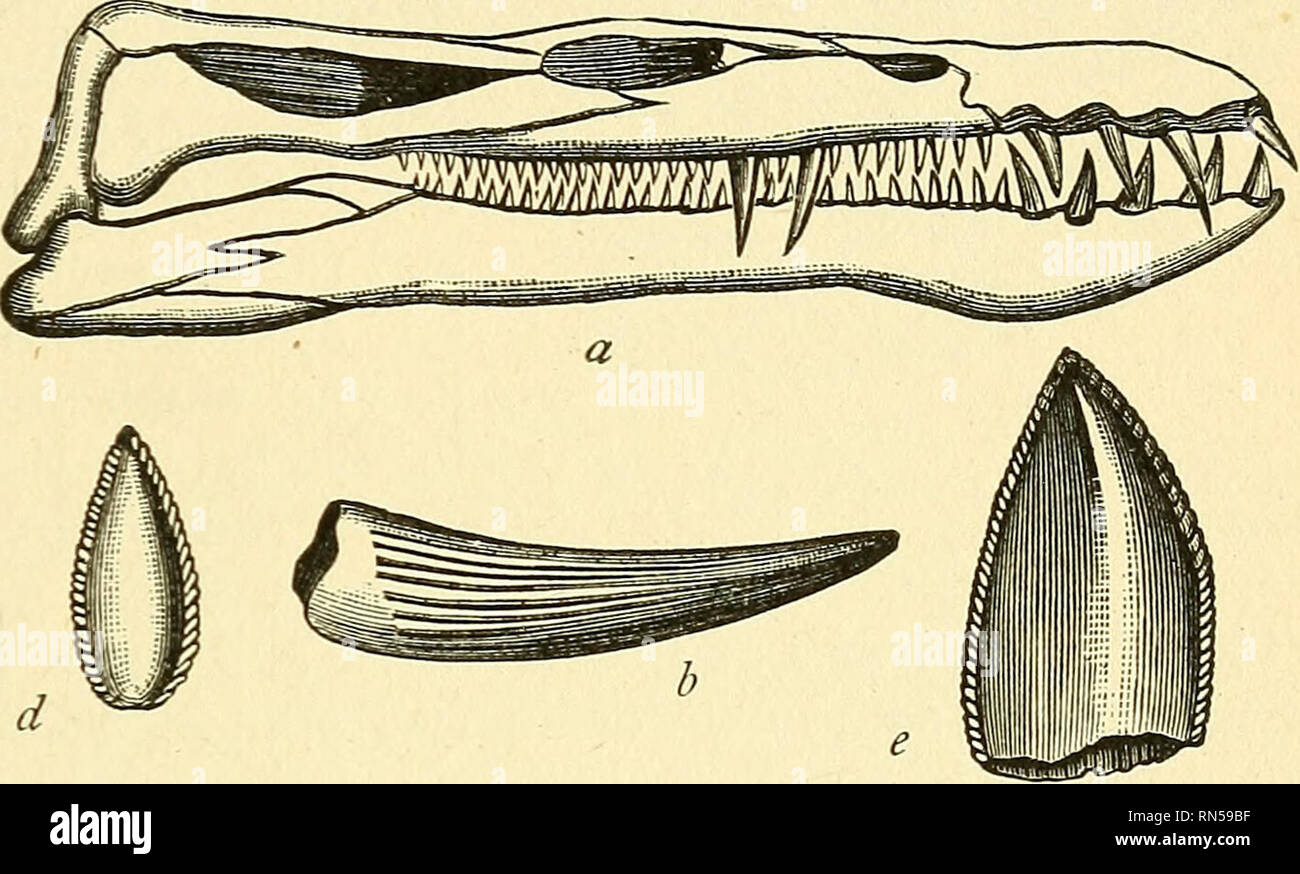 Trias alter Fotos und Bildmaterial in hoher Auflösung Alamy