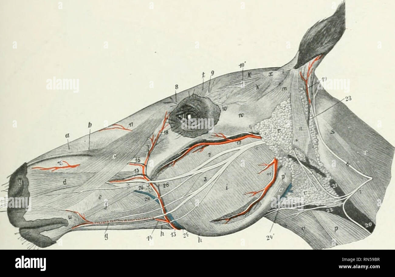. Die Anatomie der Haustiere. Veterinär Anatomie. Die A. carotis externa 643 einen erheblichen Zweig möglicherweise in der Mandibulären Bereich, um die untere Grenze des Kiefers dreht sich um und geht in die Mitte des unteren Teils des masseter Muskels gegeben werden. In einigen Fällen dieser Arterie ist groß und seine Pulsieren zu spüren ist. Es ist accompanieil durch eine Vene. (4) Die unterlegene labialen Arterie (A. labialis unterlegen) ergibt sich aus der externen maxillaris ein wenig, bevor es Der depressor labii inferioris (Bild erreicht. 560). Es geht forvs 'Ard, Dips unter der depressor Muskel und Weiter Stockfoto